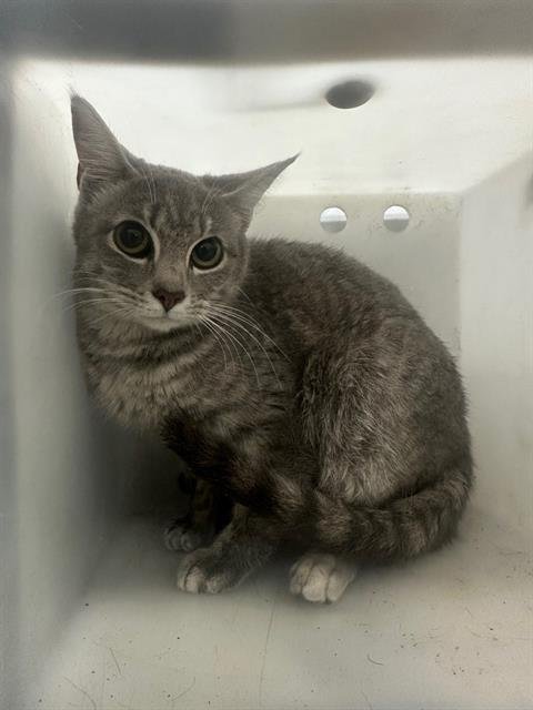 DUMPLING - Domestic Short Hair available for adoption