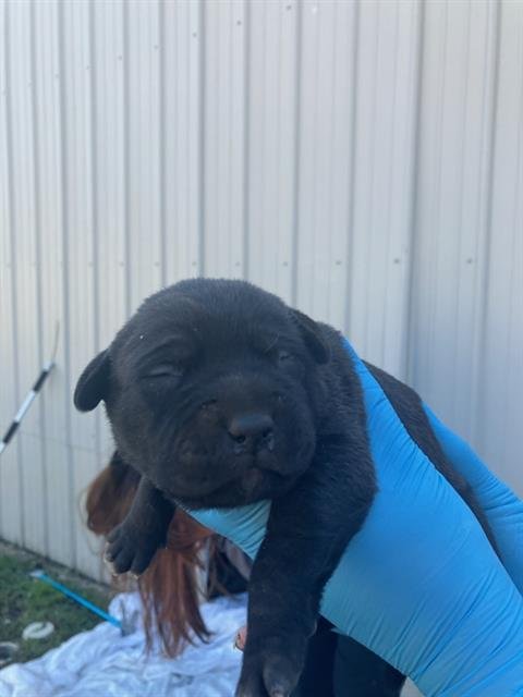 2 - Pit Bull Terrier available for adoption