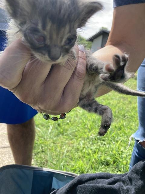 KITTEN 3