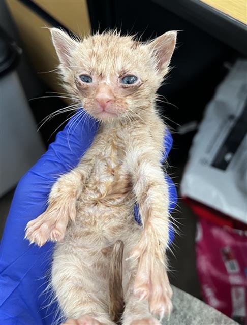 ORYAN - Domestic Medium Hair available for adoption