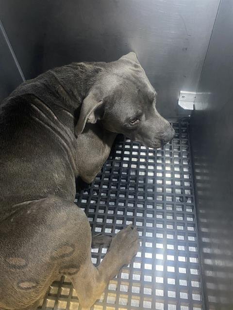 COMMET - Pit Bull Terrier available for adoption