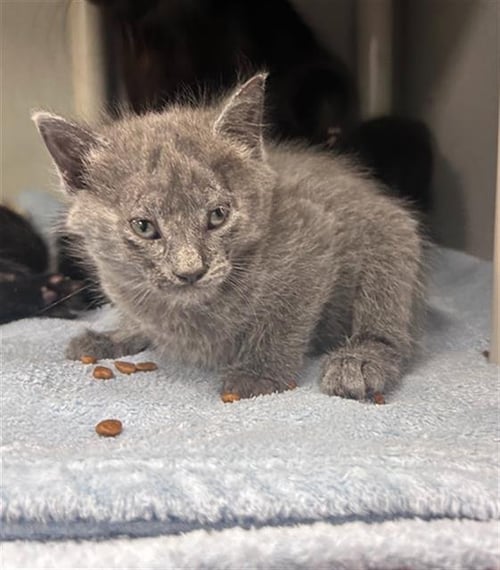 HANNAH - Domestic Short Hair available for adoption
