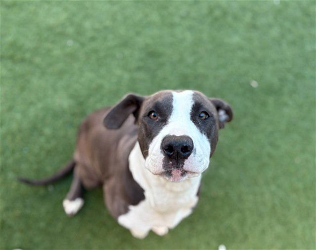 NUGGET - Pit Bull Terrier available for adoption