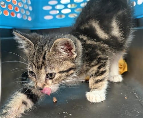 CANNOLI - Domestic Short Hair available for adoption