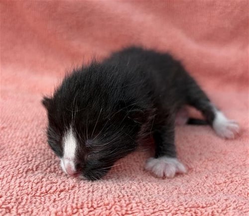 VIRGO - Domestic Short Hair available for adoption