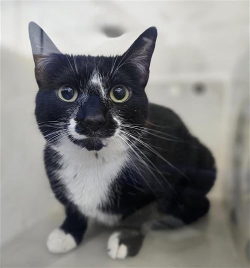 BUNS - Domestic Short Hair available for adoption