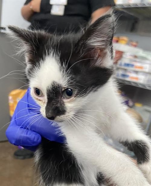 TEAGAN - Domestic Short Hair available for adoption