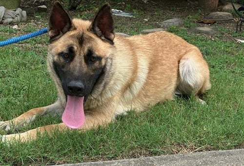 SPEEDY - Belgian Shepherd Malinois available for adoption