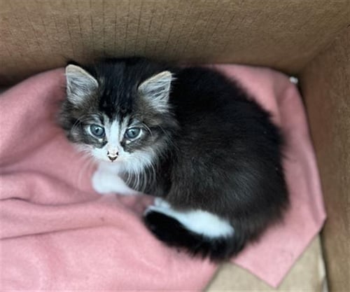 SNAPPER - Domestic Long Hair available for adoption