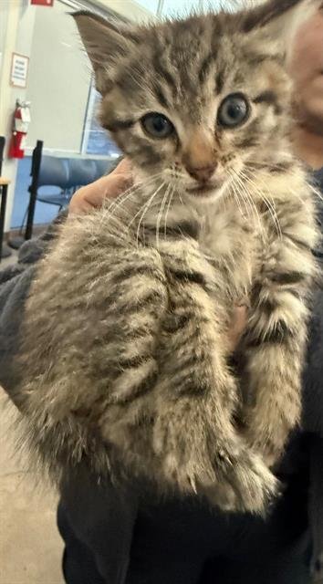 MOONIE - Domestic Short Hair available for adoption