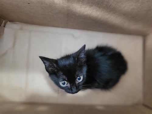 ANDRES - Domestic Short Hair available for adoption