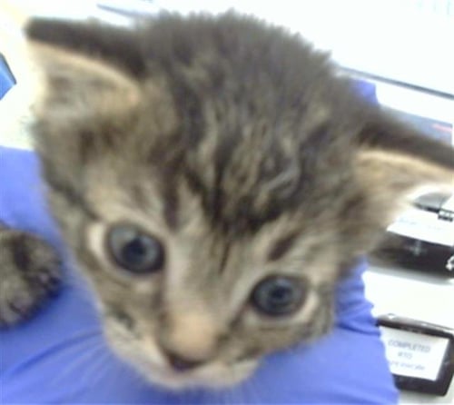 NAMI - Domestic Medium Hair available for adoption