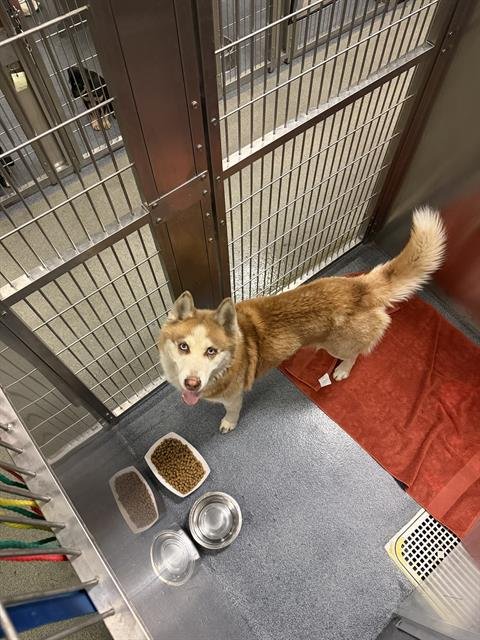 JOHN - Husky for adoption in Irving