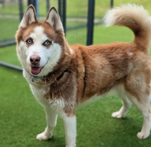 JOHN - Husky available for adoption