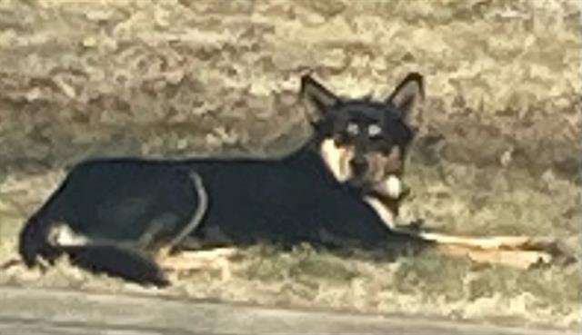 RENNO - Doberman Pinscher / Rottweiler available for adoption