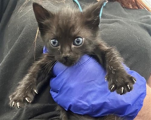 BLADE - Domestic Short Hair for adoption in Dallas
