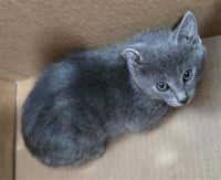 SMOKEY - Photo 1