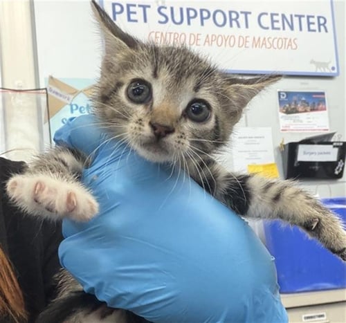 WAFFLES - Domestic Short Hair available for adoption