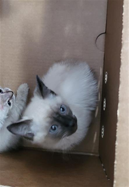 BANDIT - Siamese available for adoption