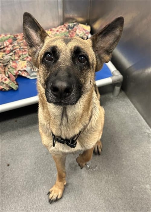 COLORADO - German Shepherd Dog available for adoption
