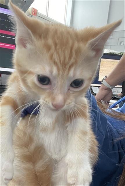 MOSS - Domestic Short Hair available for adoption