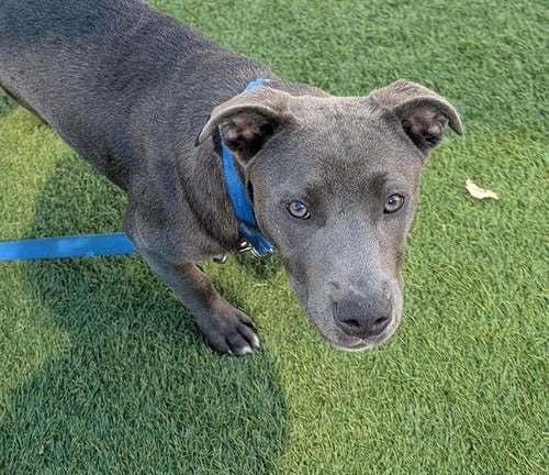 RIVER RAIN - Pit Bull Terrier available for adoption
