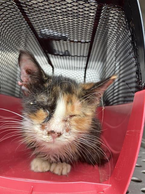 CALLIE - Domestic Medium Hair available for adoption