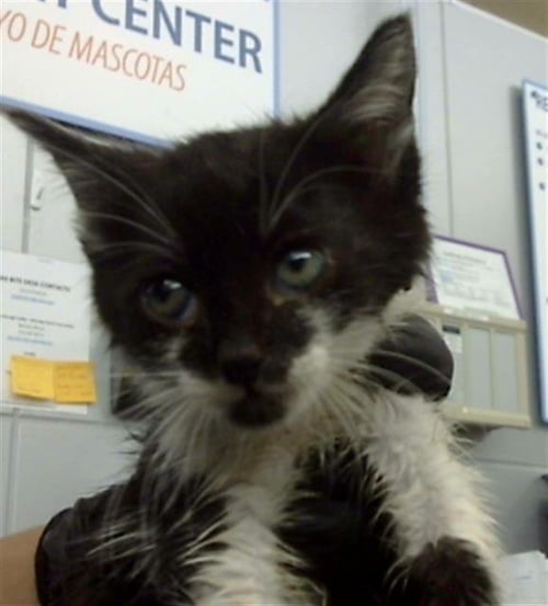 TONI - Domestic Short Hair available for adoption
