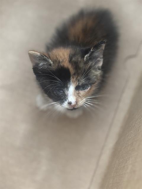 HONEY - Domestic Short Hair available for adoption