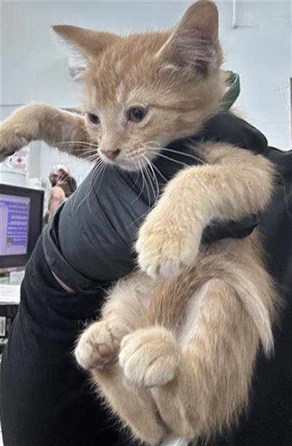 LIMON - Domestic Medium Hair available for adoption