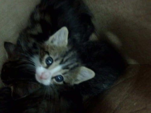 QUESADILLA - Domestic Medium Hair available for adoption