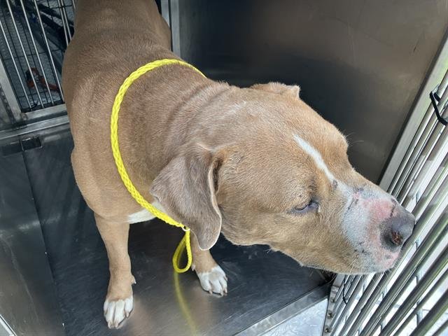 DUNCAN - Pit Bull Terrier available for adoption