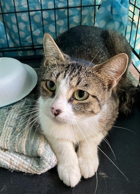 NANCY - Domestic Short Hair available for adoption