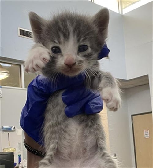 ZORRO - Domestic Short Hair available for adoption