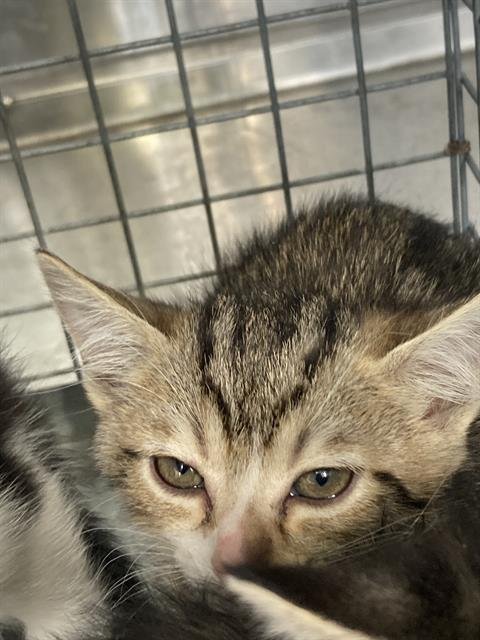 BEBADOBEE - Domestic Short Hair available for adoption