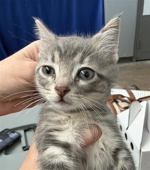 TYSON - Domestic Short Hair available for adoption