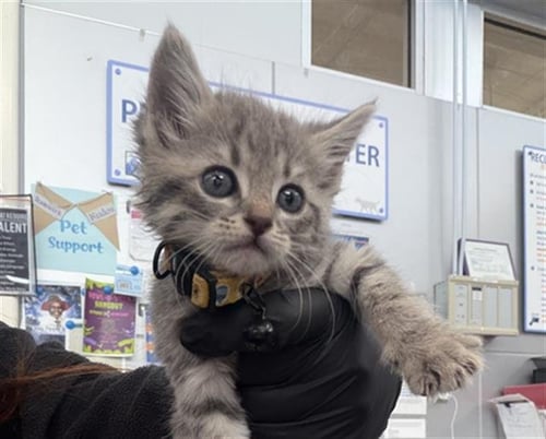 SHADOW - Domestic Short Hair available for adoption