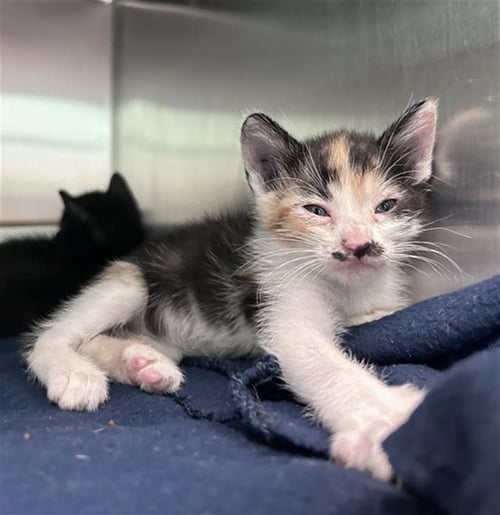 DUMPLING - Domestic Medium Hair available for adoption