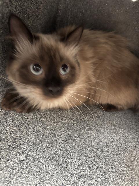 YOMI - Domestic Short Hair available for adoption