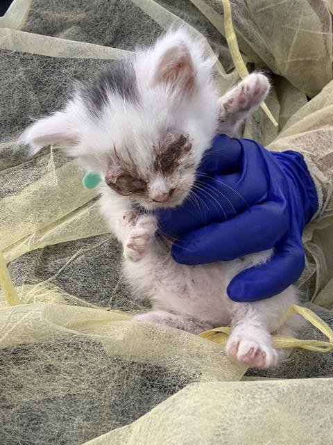 SNOW - Domestic Short Hair available for adoption
