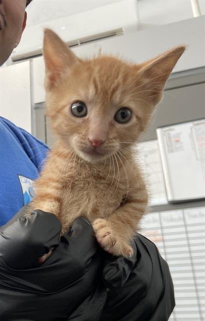 SATURN - Domestic Short Hair available for adoption