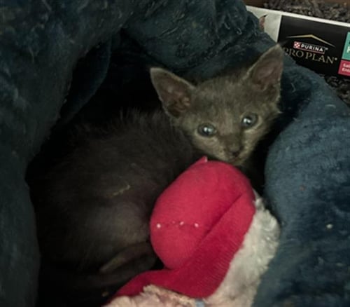 PHILO - Domestic Short Hair available for adoption