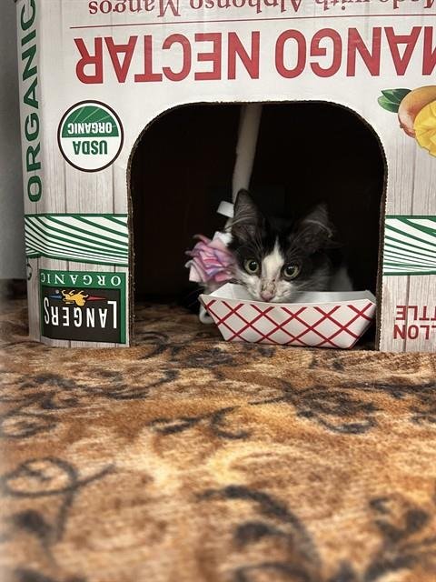 KASH - Domestic Short Hair available for adoption