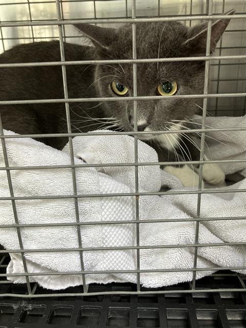 NOAH - Domestic Short Hair available for adoption