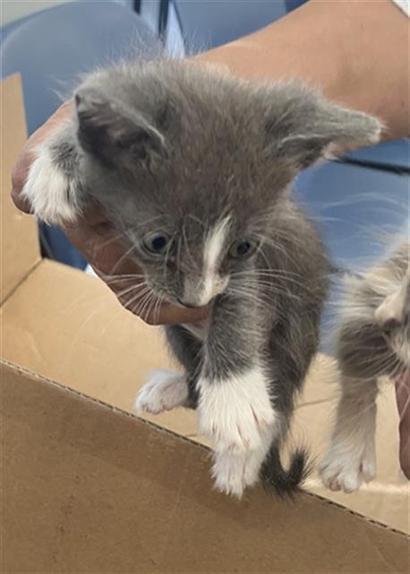 MILES - Domestic Short Hair available for adoption
