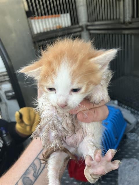 BUTTERS - Domestic Medium Hair available for adoption