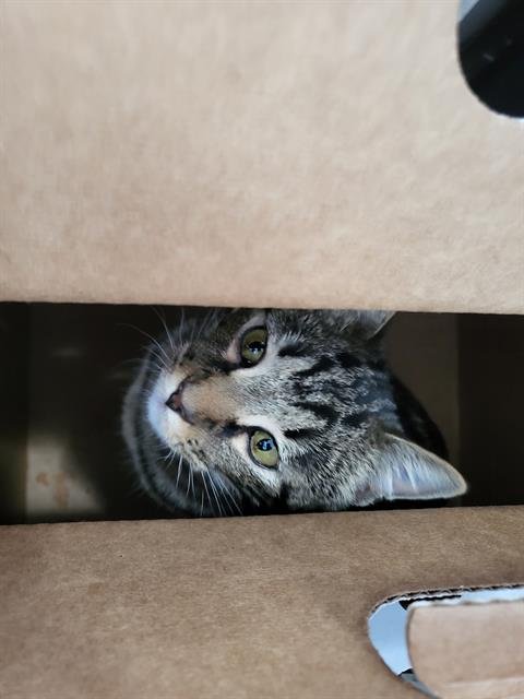 STUDLEY - Domestic Long Hair available for adoption