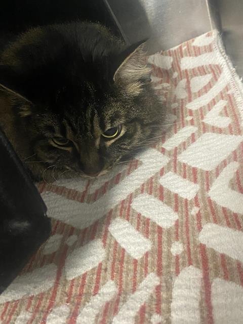 AURORA - Maine Coon available for adoption