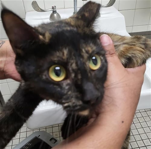 MAEVE - Domestic Long Hair available for adoption