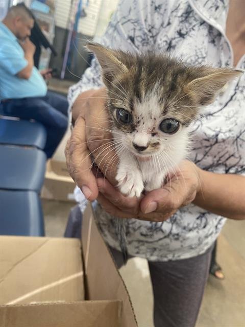 MILEY - Domestic Short Hair available for adoption